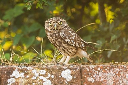 Foto: Kleine Eule sitzt auf einer Steinmauer