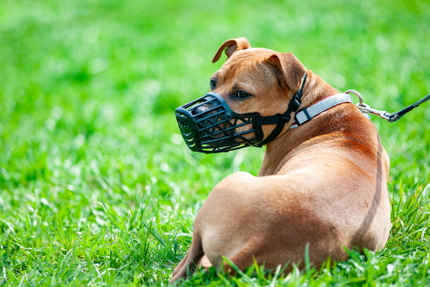 Angeleinter großer Hund mit Maulkorb liegt auf einer grünen Wiese.