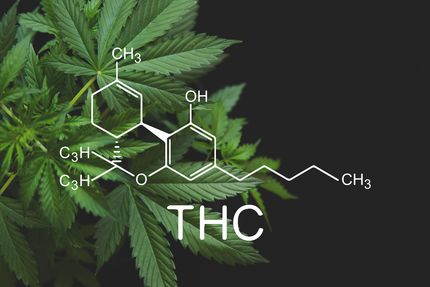THC(c)cenceded.AdobeStock.com
