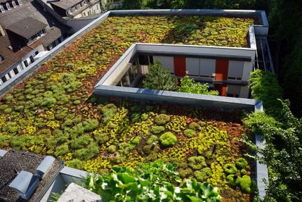 Foto: Blick auf ein begrüntes Flachdach mit wasserspeichernden Pflanzen.
