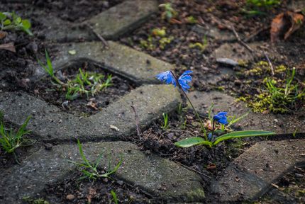 Eine Blume zwischen Rasengittersteinen