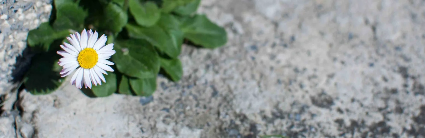 Drei Gänseblümchen mit grünen Blättern wachsen aus einem Riss im grauen Betonpflaster.