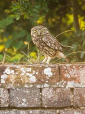 Natur- und Artenschutz Eule als Wildvogel im Kontext von Artenschutz und Naturschutzmaßnahmen zur Erhaltung bedrohter Tierarten.