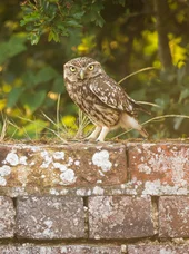 Natur- und Artenschutz Eule als Wildvogel im Kontext von Artenschutz und Naturschutzmaßnahmen zur Erhaltung bedrohter Tierarten.