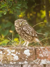 Natur- und Artenschutz Eule als Wildvogel im Kontext von Artenschutz und Naturschutzmaßnahmen zur Erhaltung bedrohter Tierarten.