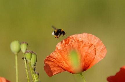 Foto: Hummel auf Blüte