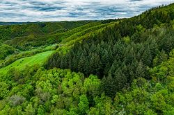 Foto: Bewirtschafteter Mischwald in Deutschland