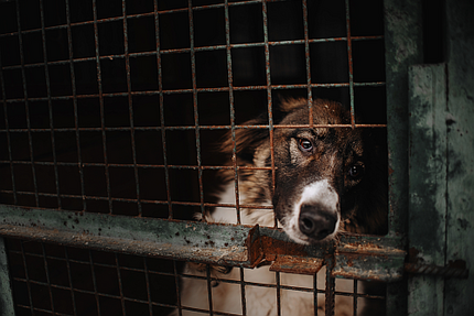 Hund hinter Gittern